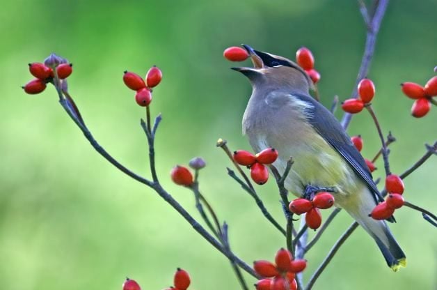 Cultiva árboles de cornejo para atraer pájaros