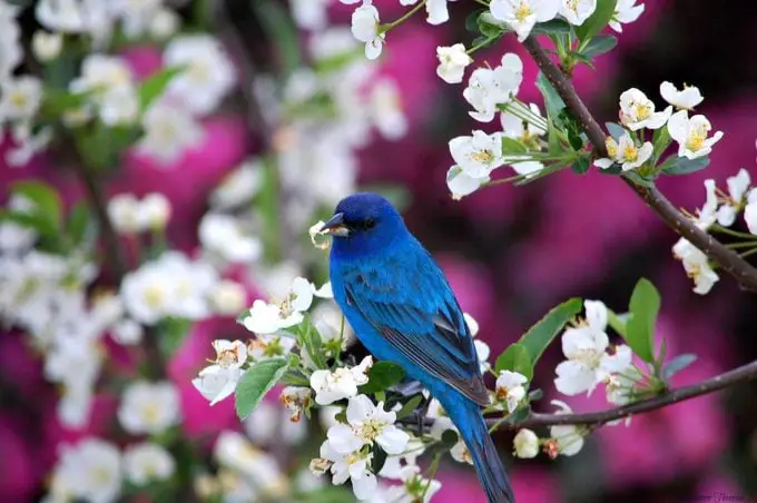 Celebre el Día Mundial de las Aves Migratorias Going Birding