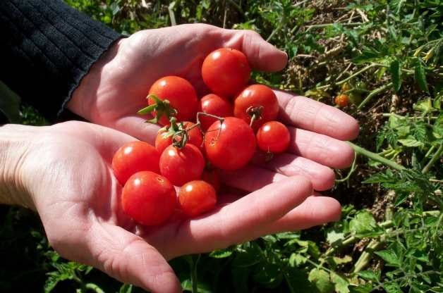 ¿Debe cultivar tomates Heirloom o híbridos?