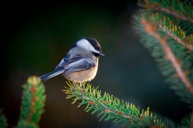Pequeños árboles que atraen a las aves para alimento, refugio y anidación