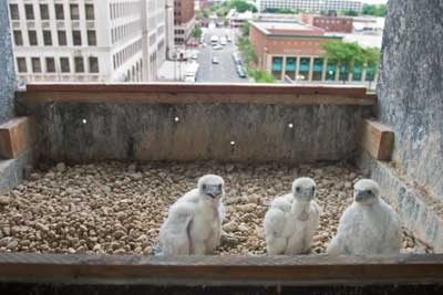 City Birds en puntos calientes de observación de aves urbanas | observación de aves