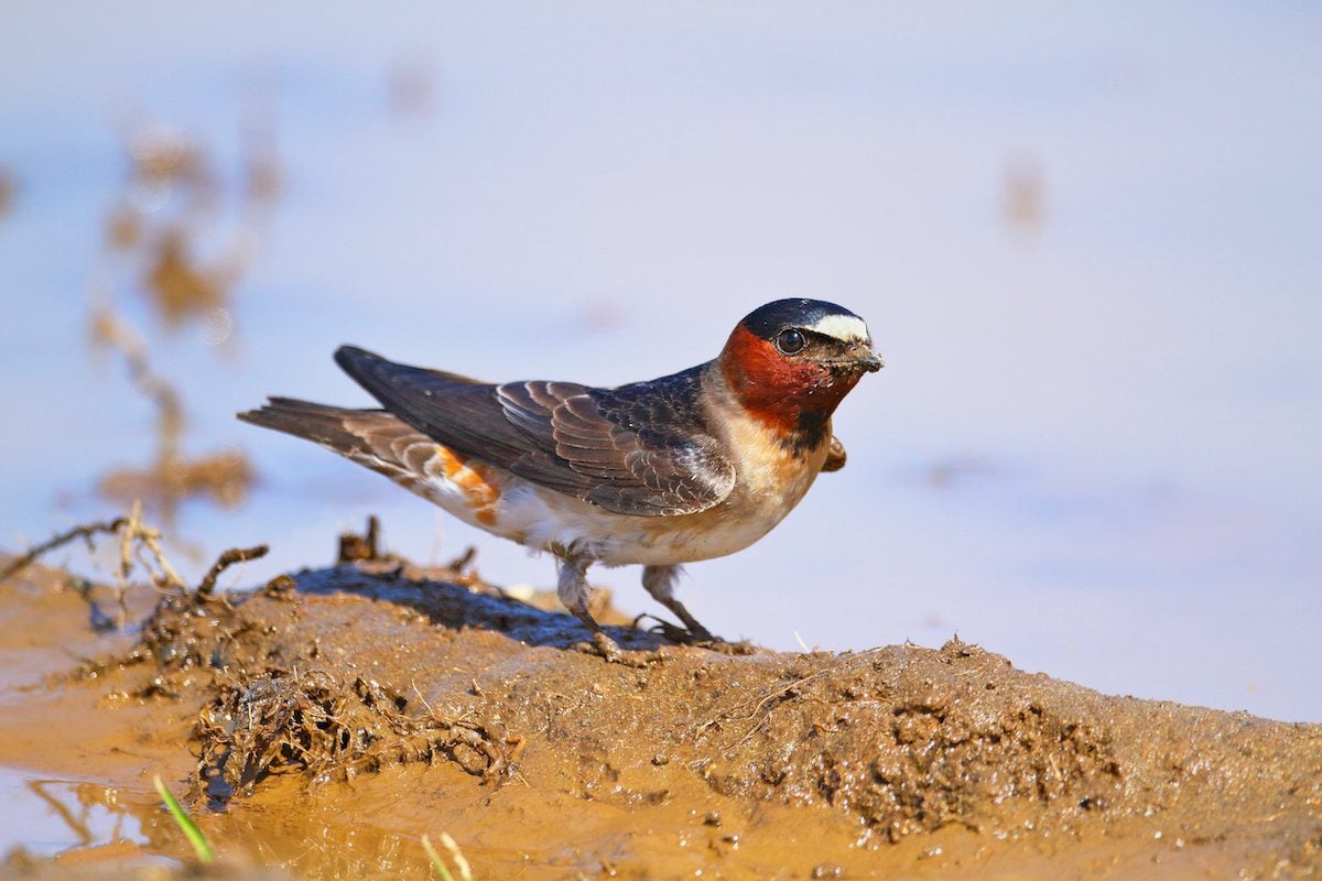 Cliff Swallow vs Barn Swallow: Encuentra las diferencias