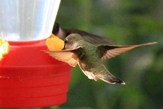 Comedero para colibríes atrae joyas voladoras
