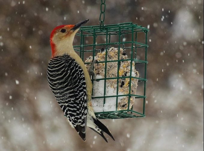 Cómo alimentar y atraer pájaros durante todo el año