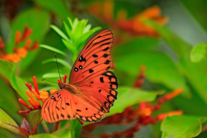Cómo atraer e identificar una mariposa fritillary del golfo