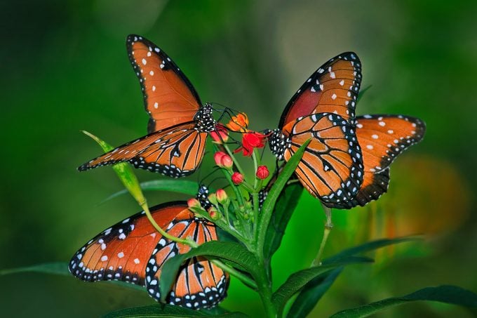 Cómo atraer e identificar una mariposa reina