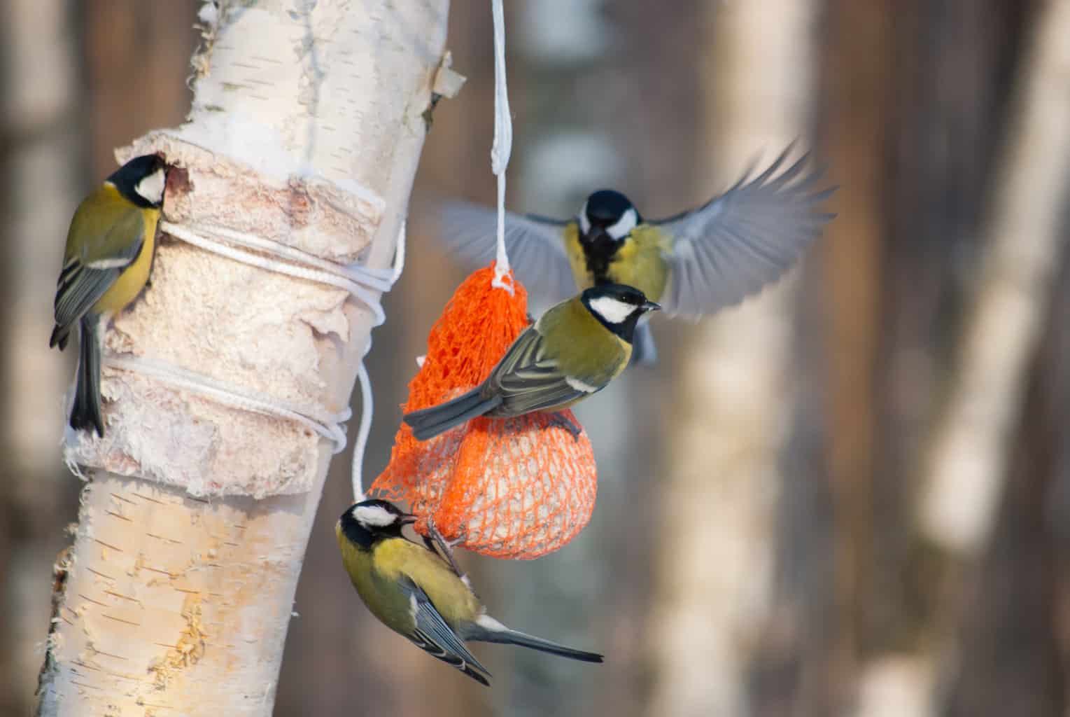 Cómo atraer pájaros a su jardín (consejos y trucos)