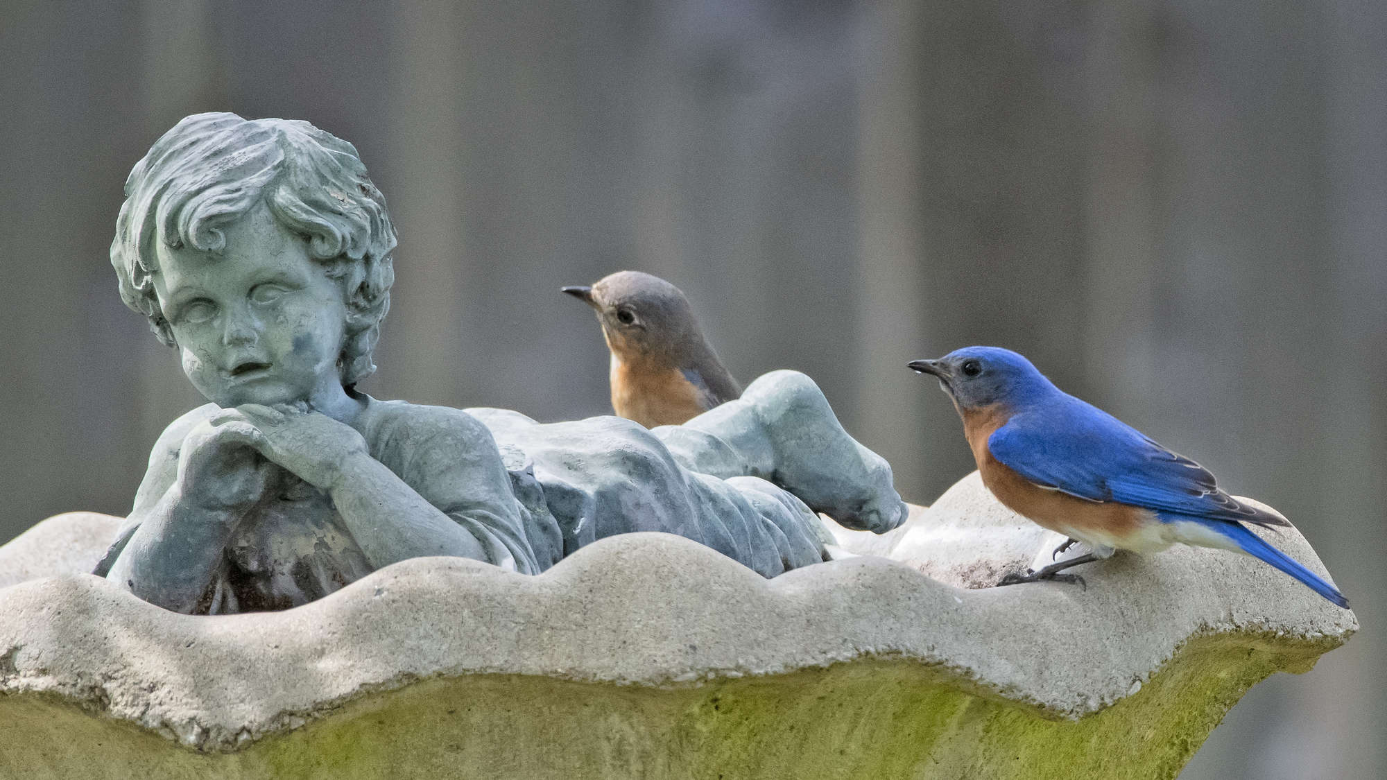 Cómo atraer pájaros azules: 8 consejos efectivos