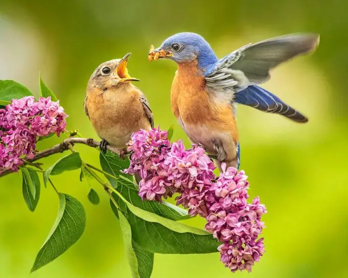 Cómo atraer pájaros azules: consejos y preguntas frecuentes