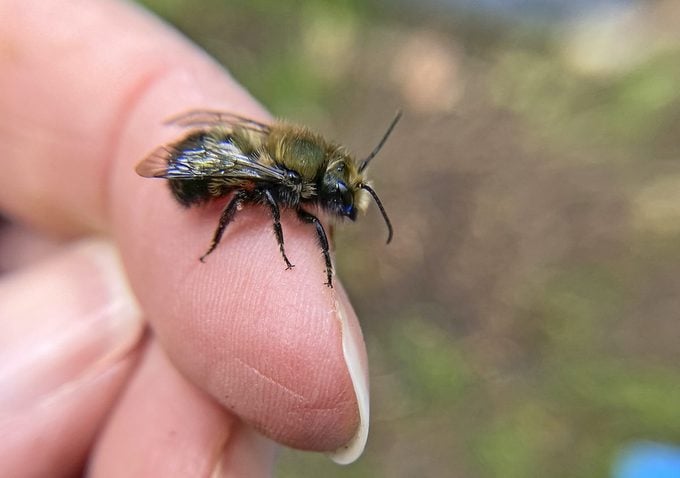 Cómo atraer y albergar abejas albañiles en una casa de abejas