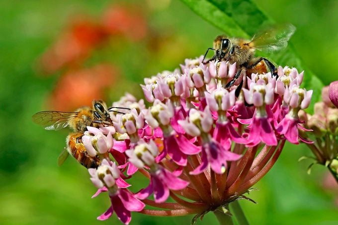 Cómo ayudar a las abejas y polinizadores en 10 maneras fáciles