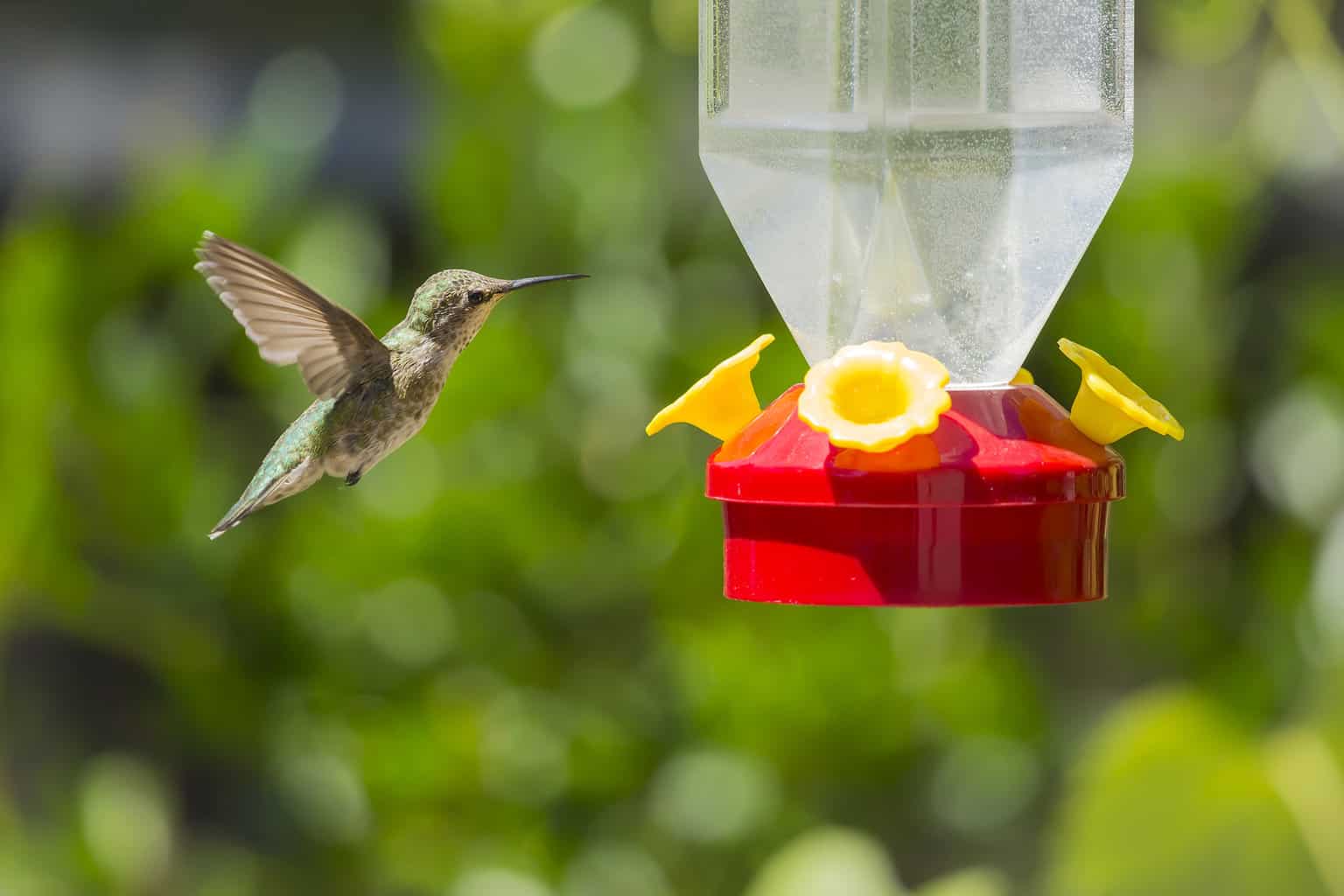 Cómo colgar un comedero para colibríes: 5 consejos a seguir