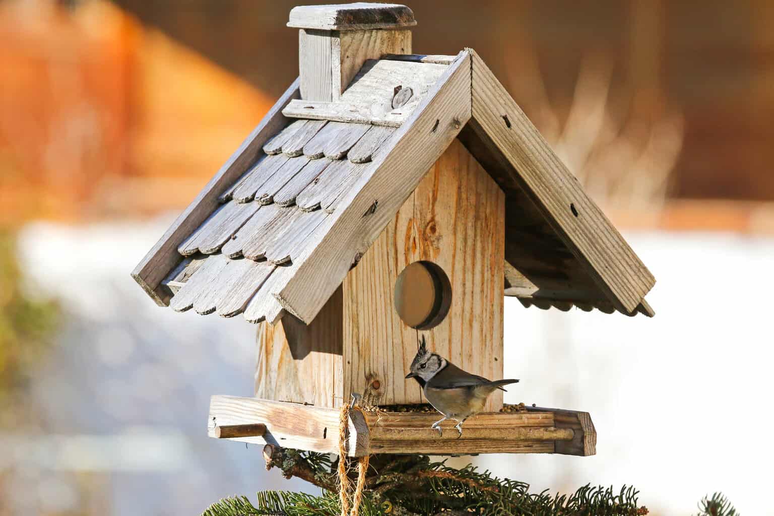 Cómo construir refugios para pájaros en invierno (preguntas respondidas)