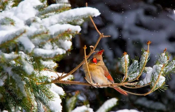 Cómo crear un refugio de invierno para pájaros