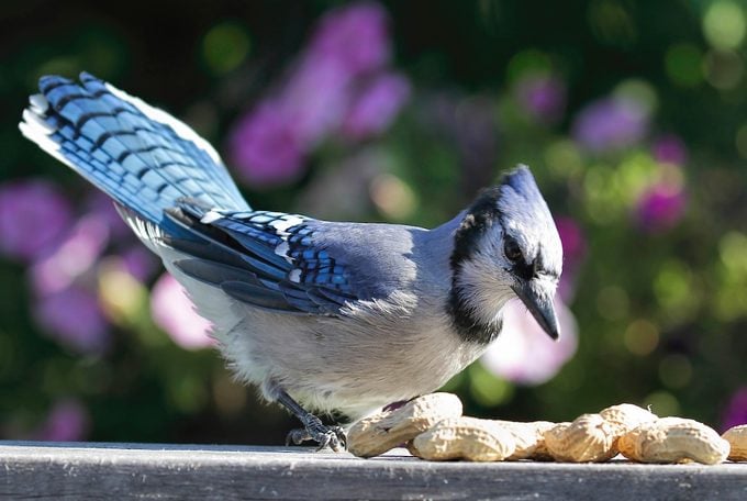 Bluebird vs Blue Jay: Cómo saber la diferencia