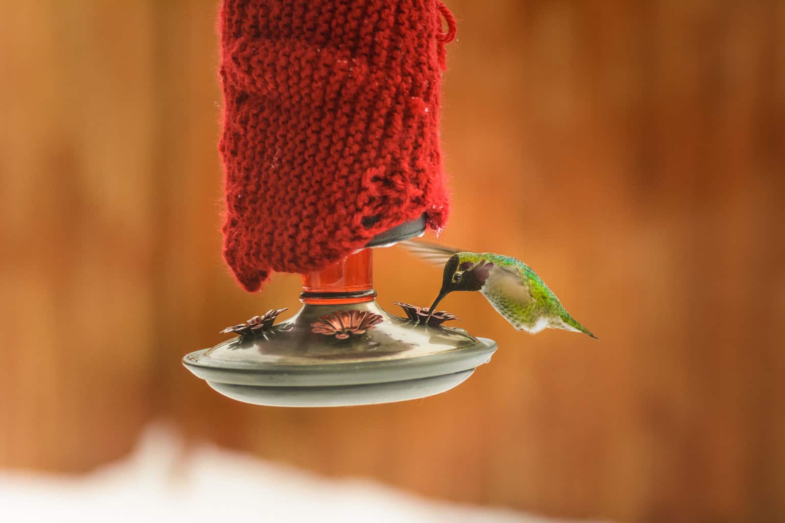 Cómo evitar que el comedero para colibríes se congele
