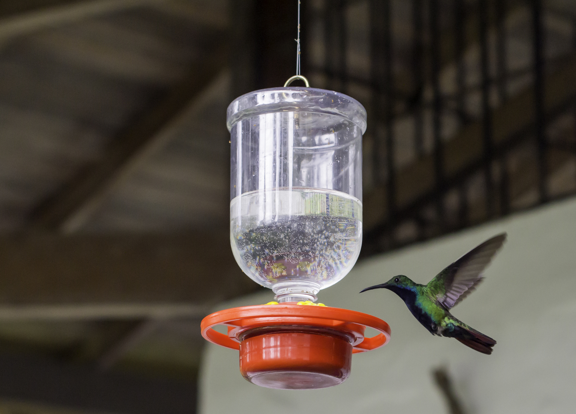 Cómo hacer comida para colibríes en el microondas: ¡Consejos útiles!