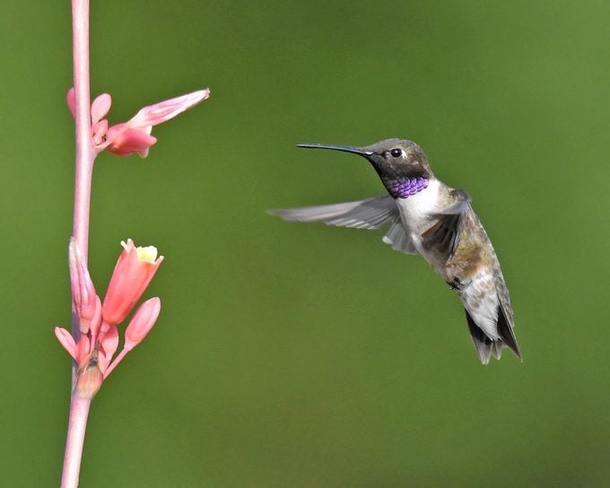 Cómo identificar un colibrí de barbilla negra