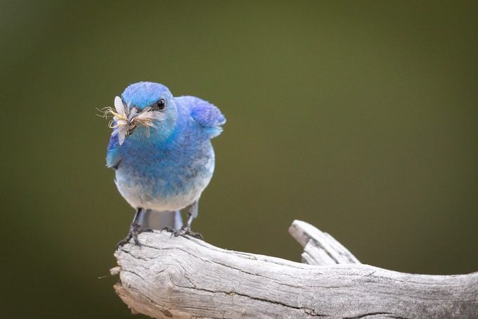 Cómo identificar un pájaro azul de montaña