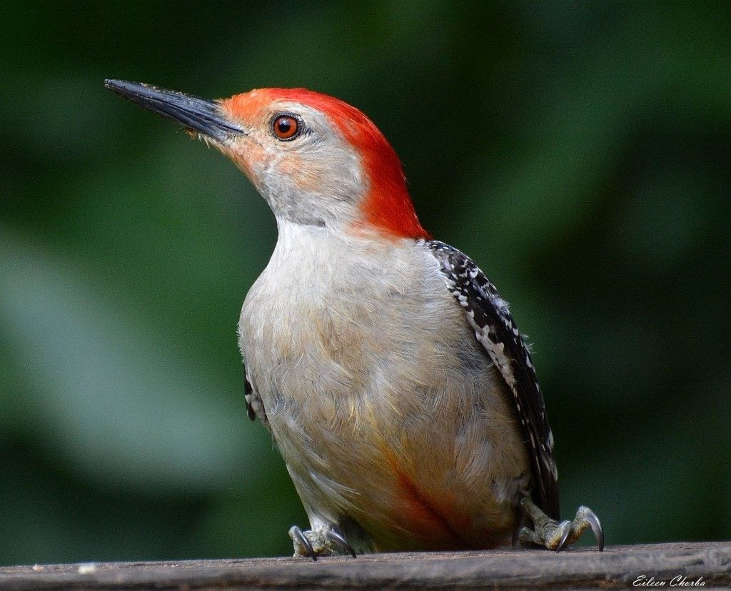 Cómo identificar un pájaro carpintero de vientre rojo