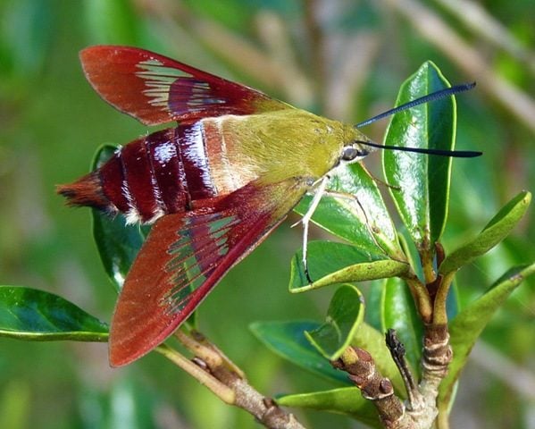 Cómo identificar una polilla de alas claras de colibrí