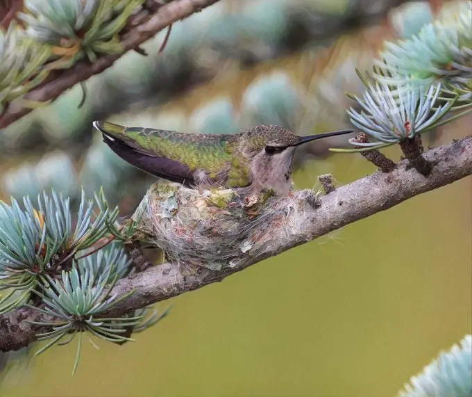 Cómo identificar y atraer un colibrí de Anna