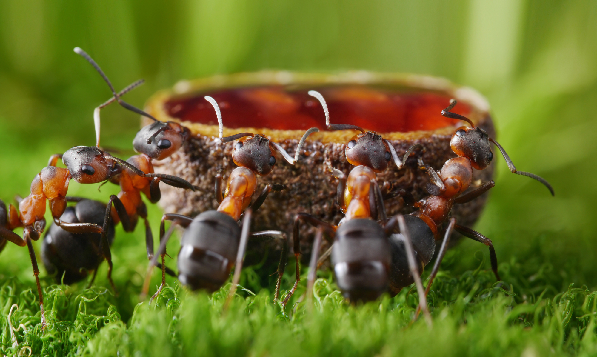 Cómo mantener a las hormigas fuera de los comederos para colibríes: 7 consejos útiles