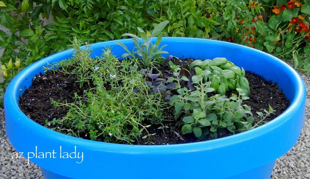 Cómo plantar su propio jardín de contenedores de hierbas