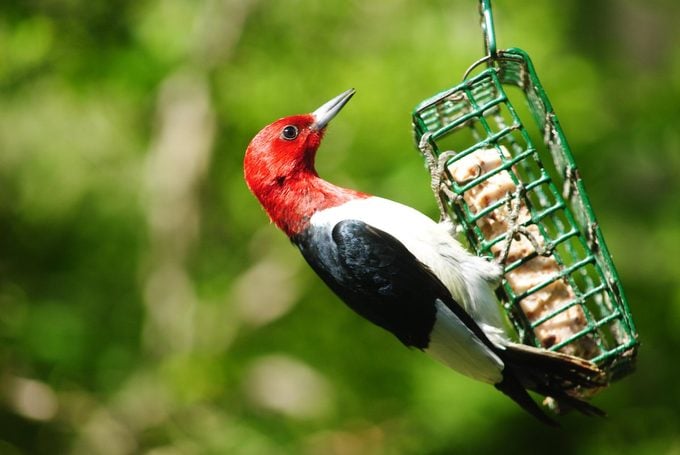 Conceptos básicos de observación de aves: nuestra guía para hacer sebo para pájaros