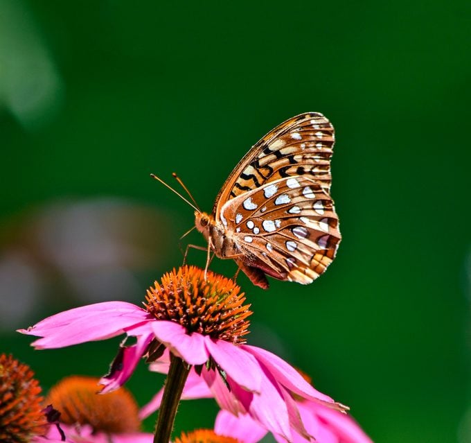 Conoce a la hermosa gran mariposa Fritillary Spangled
