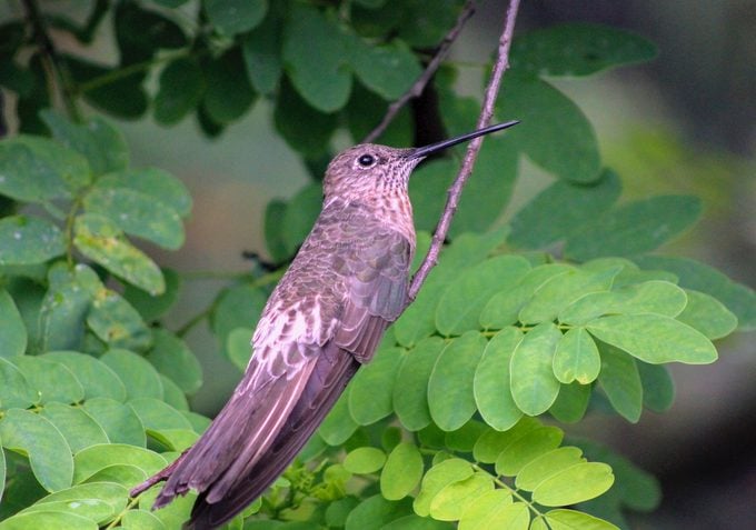Conoce a los colibríes más grandes y más pequeños del mundo