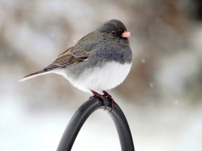 Conoce a los pájaros de la nieve: 8 datos interesantes sobre los pájaros de Junco