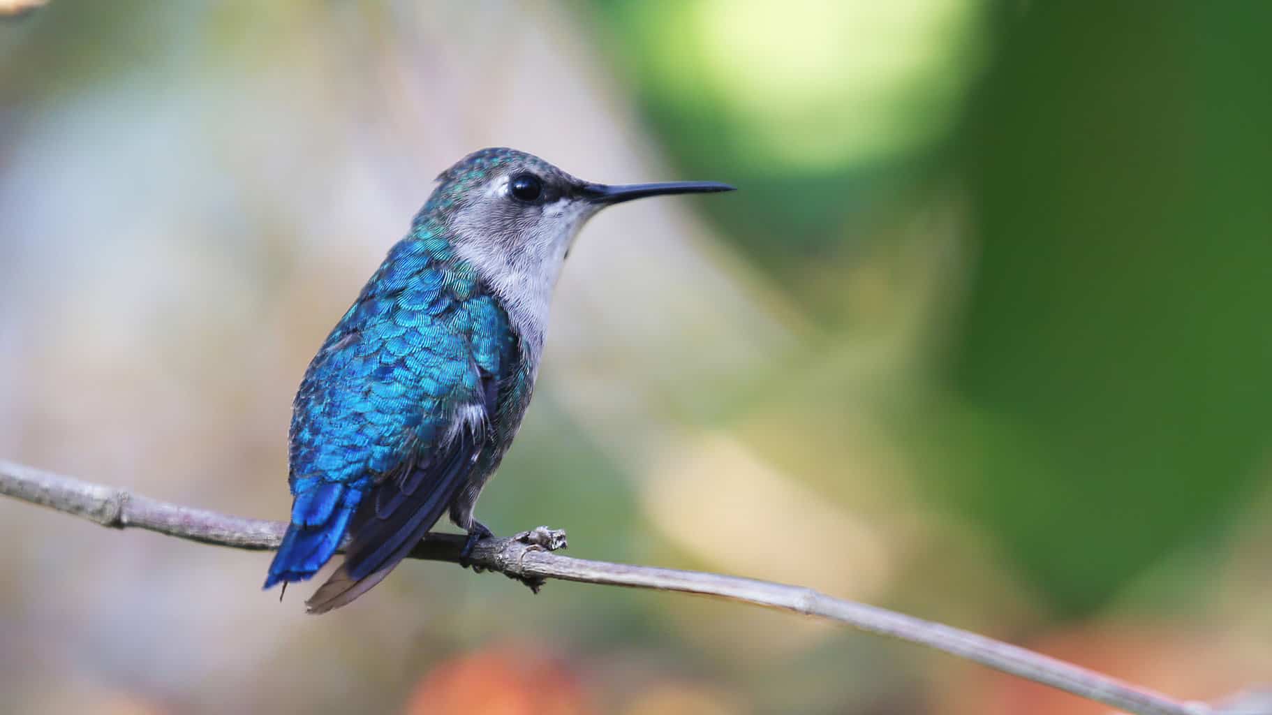 Conoce al colibrí abeja, el ave más pequeña del mundo