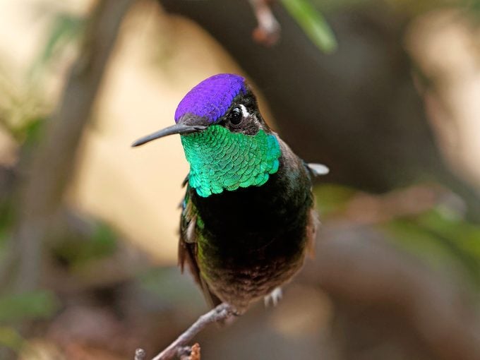 Conoce al colibrí de Rivoli el Magnífico
