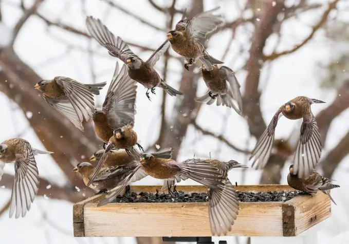 Cómo ayudar a las aves en el frío invierno