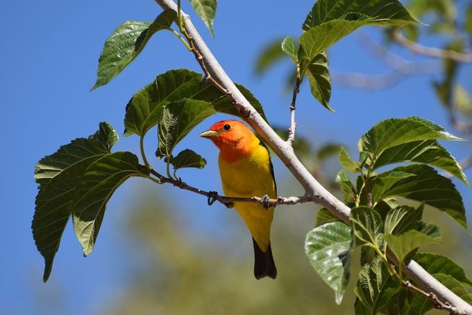 Conozca a la tangara occidental: un pájaro cantor del color del atardecer