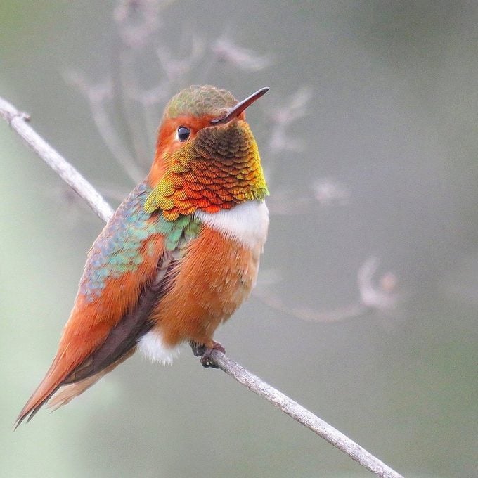 Conozca a los colibríes rufos diminutos y resistentes