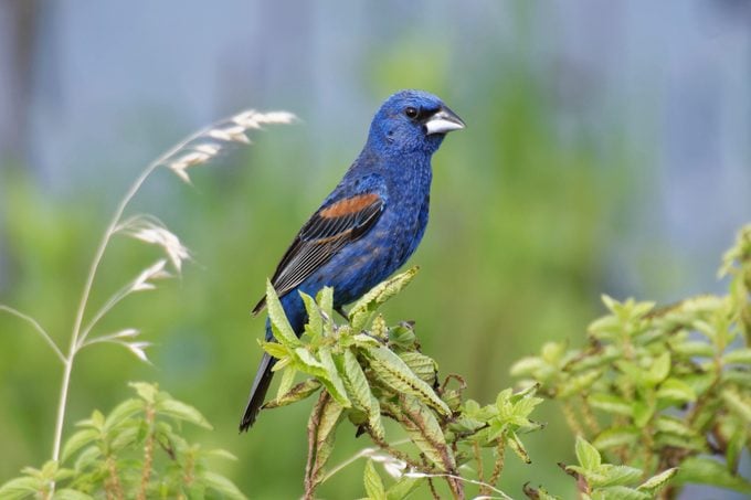 5 pájaros de patio trasero de Grosbeaks que deben saber