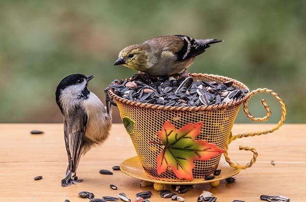 Consejos caseros de semillas de aves para mezclas de semillas de bricolaje