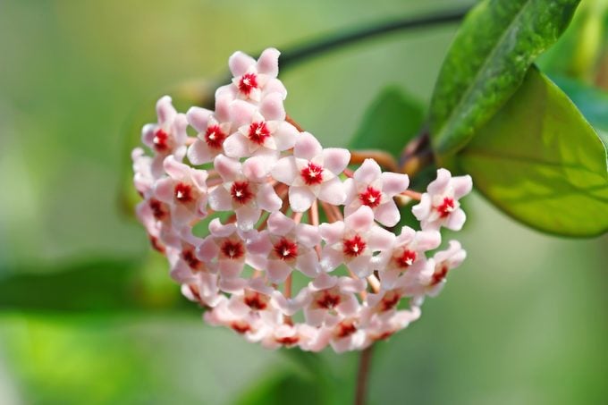 Consejos para el cuidado de las plantas Hoya de un experto en jardinería