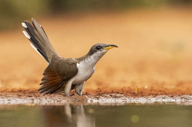 Consejos para la observación de aves: cómo identificar aves misteriosas