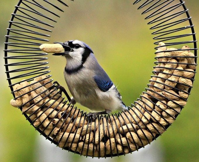 Brainy Birds: las especies de aves más inteligentes de Estados Unidos
