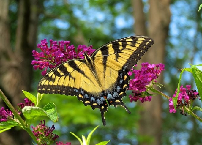 Cuidado de los arbustos de mariposas: ¿cuándo florecen los arbustos de mariposas?