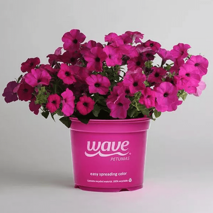 Cultiva plantas Wave Petunia para un color continuo