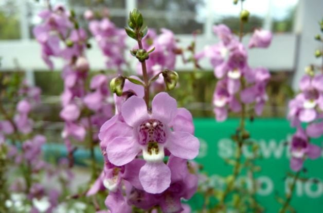 Cultivar flores anuales de Angelonia para polinizadores