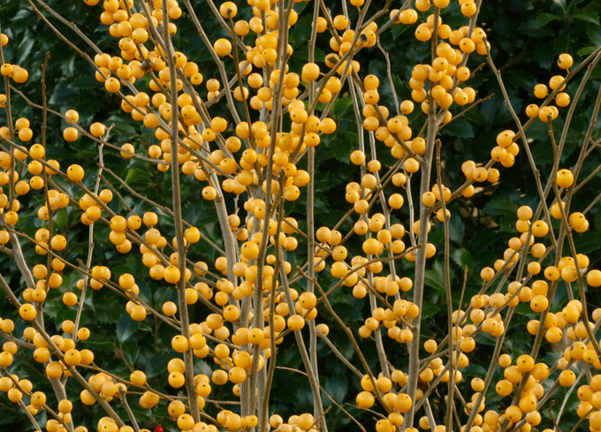 Cultivar un arbusto de bayas de invierno de oro pesado de bayas