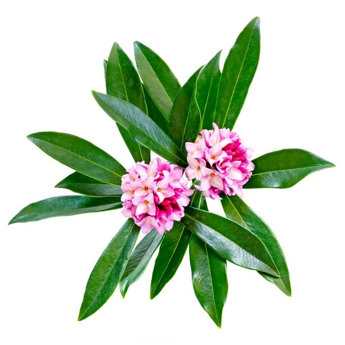 Cultive arbustos Daphne de invierno para obtener flores tempranas y fragantes