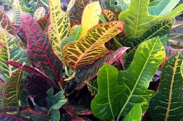 Cultive plantas de Croton para el follaje de otoño durante todo el año