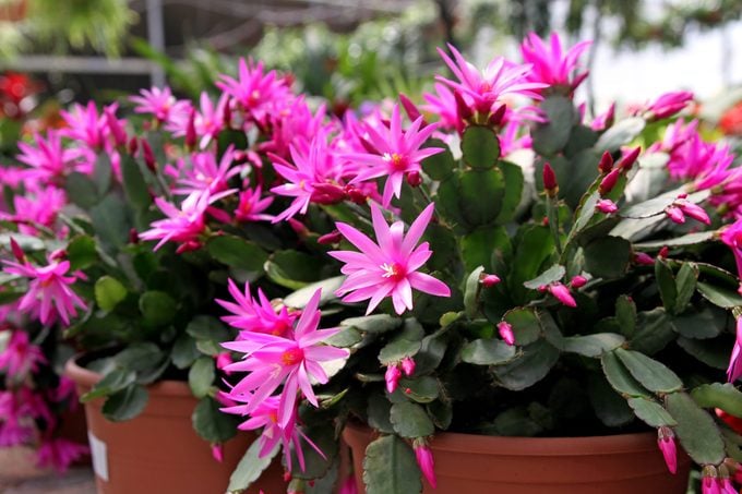 Cultive un cactus de Pascua para las flores festivas de primavera