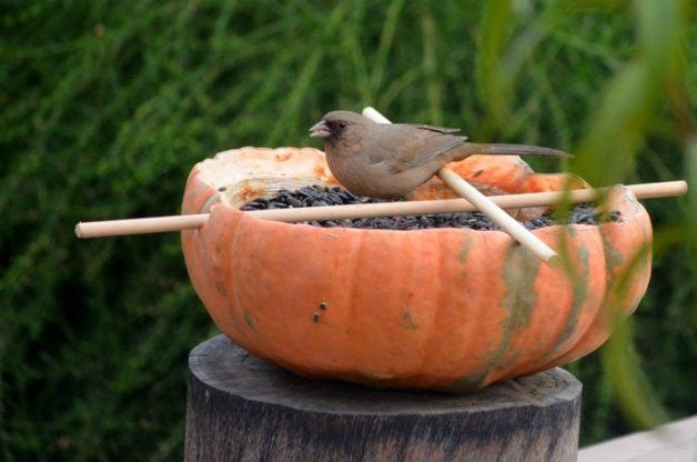 Proyecto de patio trasero: Comederos de pájaros de calabaza de bricolaje